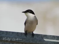 Blauwe Eksters [Cyanopica]